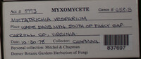 Metatrichia vesparium image